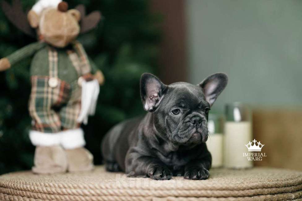 Собаки в Санкт-Петербурге: Французский бульдог щенок голубо тигровый Девочка, 150 000 руб. - фото 3