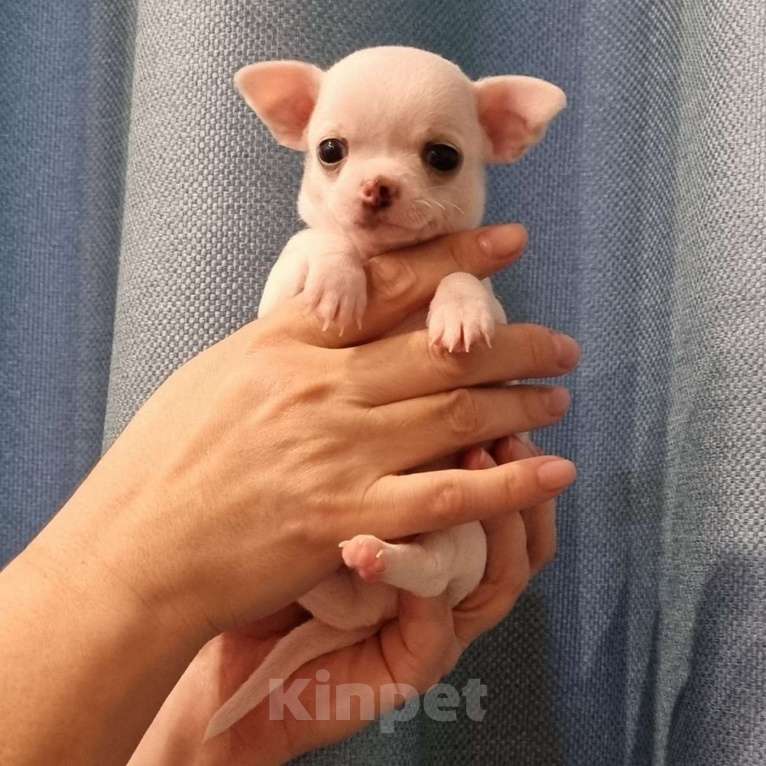 Собаки в Калининграде: Щенки чихуахуа РКФ  Мальчик, 50 000 руб. - фото 3