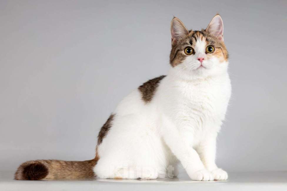 Кошки в Москве: Юная ласковая трехцветная кошечка Ника Девочка, Бесплатно - фото 7