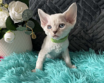 Кошки в Москве: Котенок Девон рекс мальчик с голубыми глазами Мальчик, 60 000 руб. - фото 9