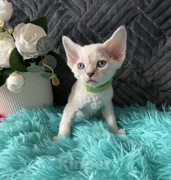 Кошки в Москве: Котенок Девон рекс мальчик с голубыми глазами Мальчик, 60 000 руб. - фото 9