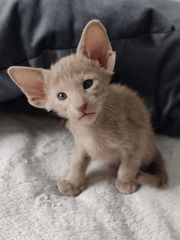 Кошки в Москве: Лиловые ориентальные мальчишки Мальчик, 50 000 руб. - фото 2
