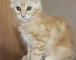Кошки в Одинцово: Котёнок мейн-кун Девочка, 28 000 руб. - фото 3