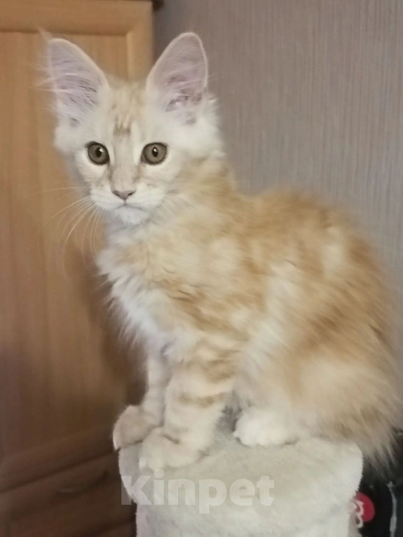 Кошки в Одинцово: Котёнок мейн-кун Девочка, 28 000 руб. - фото 3
