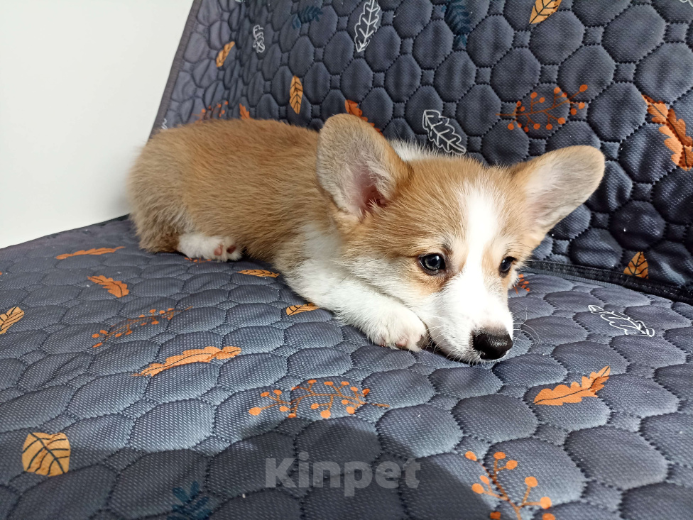 Собаки в других городах Краснодарского края: Вельш корги пемброк  Мальчик, Бесплатно - фото 2