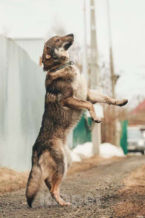 Собаки в Лосином-Петровском: Дарк валентинка в добрые руки Мальчик, Бесплатно - фото 7