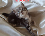 Кошки в Москве: котята курильские бобтейлы шикарного мраморного окраса Разнополые, 5 000 руб. - фото 7