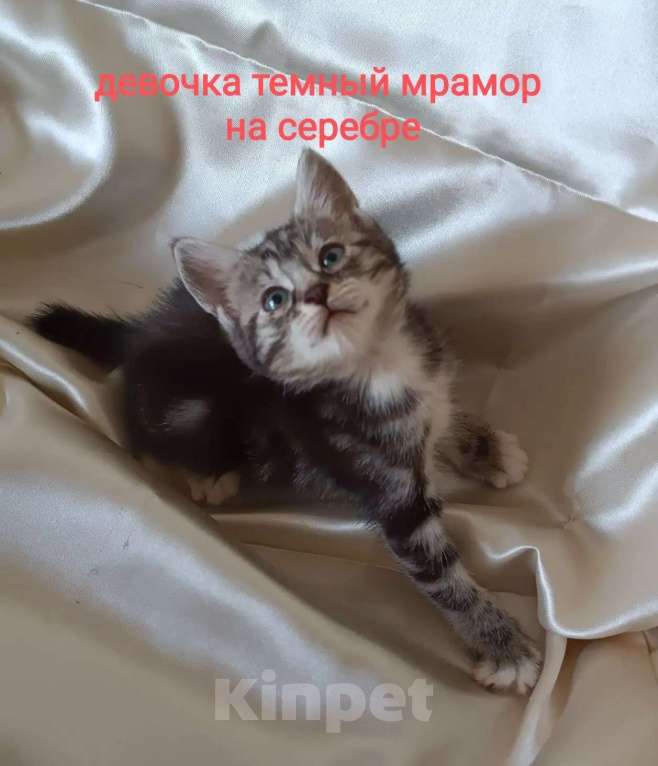 Кошки в Москве: котята курильские бобтейлы шикарного мраморного окраса Разнополые, 5 000 руб. - фото 7