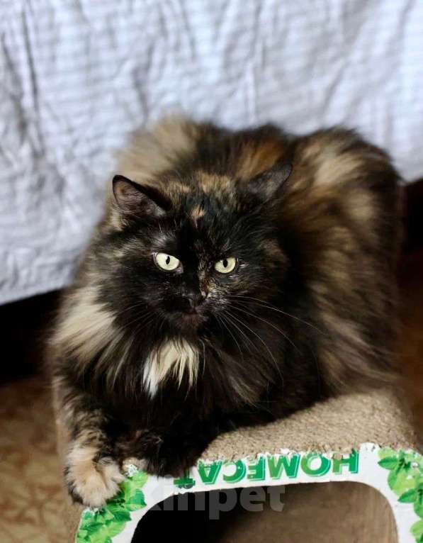 Кошки в Москве: Кошка Манюша - желтые глазки, ищет дом, в добрые руки Девочка, Бесплатно - фото 4