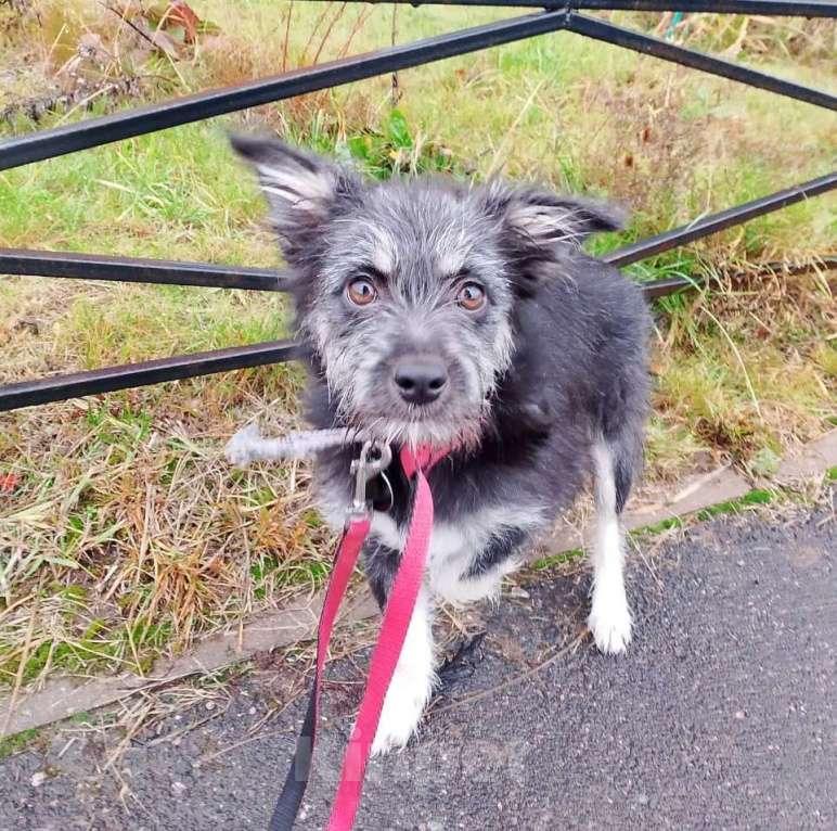 Собаки в Санкт-Петербурге: Маленькая собачка-домовёнок Девочка, Бесплатно - фото 1