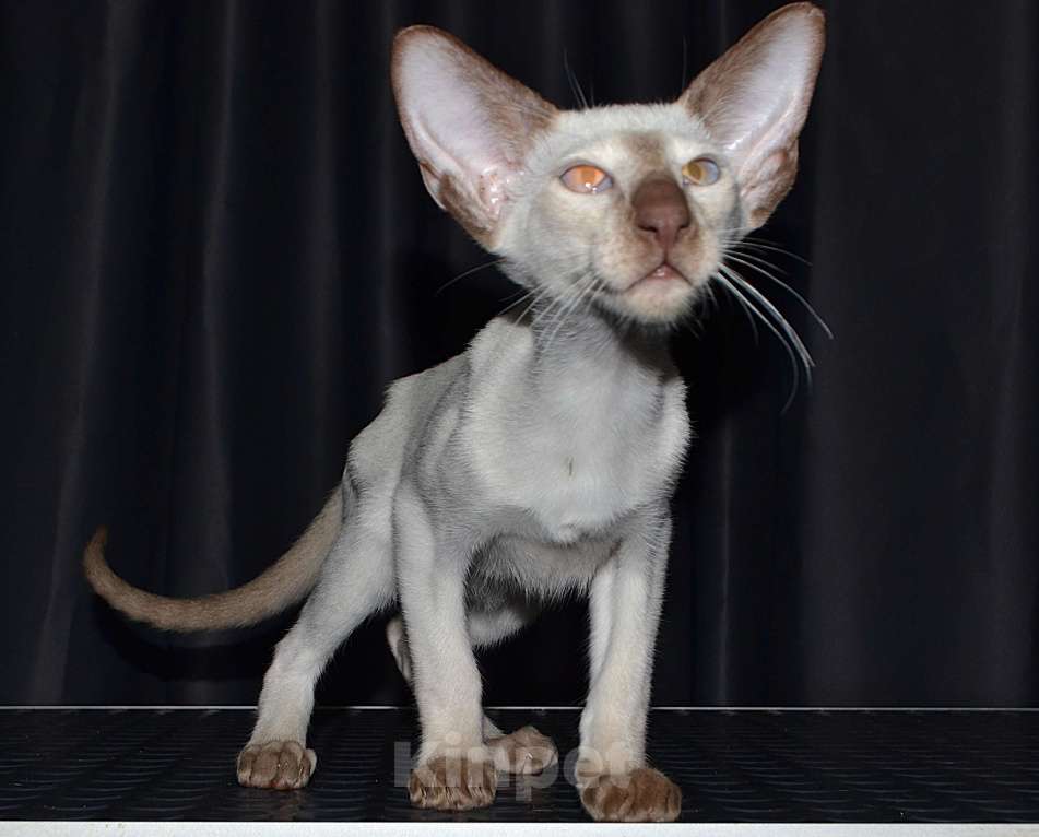 Кошки в Глазове: Финик Мальчик, Бесплатно - фото 1