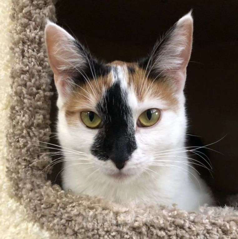 Кошки в Москве: Ни одного звоночка на маленькую Текилу 💔 Девочка, Бесплатно - фото 2