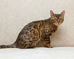 Кошки в Москве: Бенгальская кошка Марта в добрые руки (с характером принцессы) Девочка, Бесплатно - фото 7