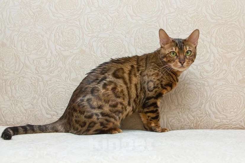 Кошки в Москве: Бенгальская кошка Марта в добрые руки (с характером принцессы) Девочка, Бесплатно - фото 7