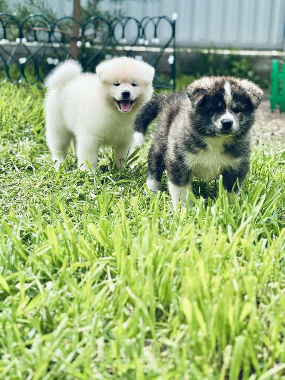 Собаки в Новосибирске: Щенок акиты- белый мишка Мальчик, 80 000 руб. - фото 6