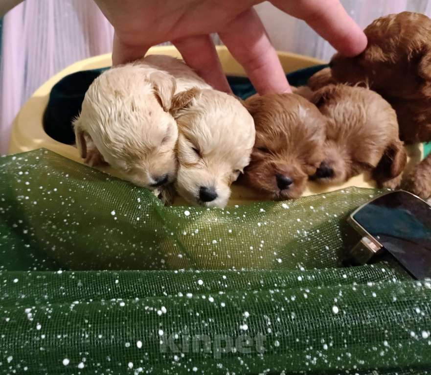 Собаки в Москве: Мальтипу девочки и мальчики Девочка, 55 000 руб. - фото 6