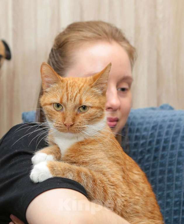 Кошки в Санкт-Петербурге: Очаровательная Хурма в добрые ручки Девочка, Бесплатно - фото 2