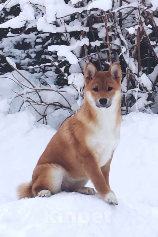 Собаки в других городах Московской области: Шикарная малышка сиба Девочка, Бесплатно - фото 1