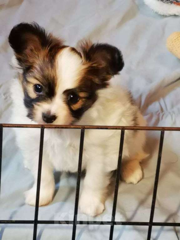 Собаки в Москве: Щенок папийона (папильона) девочка Девочка, 100 000 руб. - фото 2