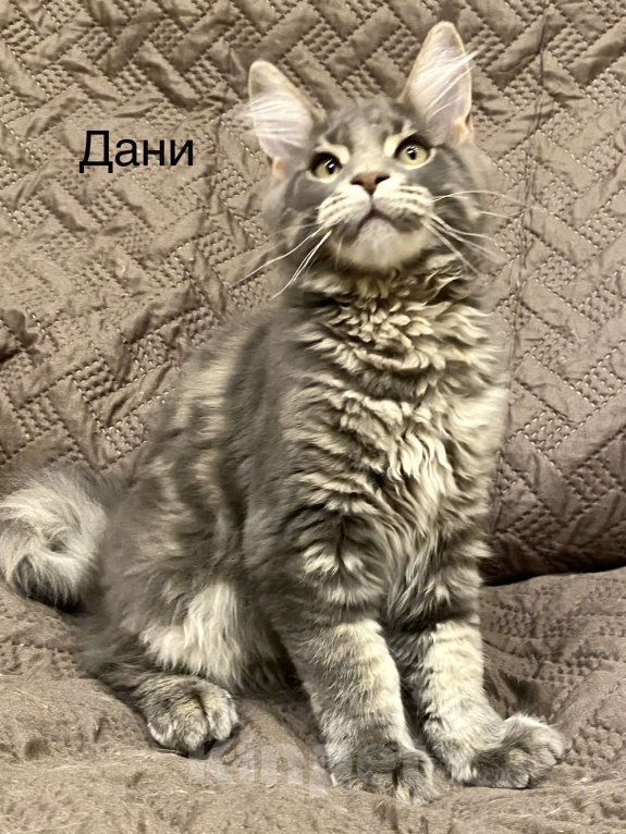 Кошки в Санкт-Петербурге: Мальчик голубой мрамор Мейн Кун Мальчик, 50 000 руб. - фото 3