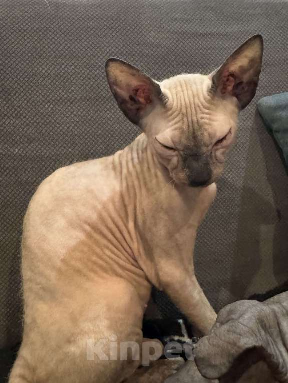 Кошки в Омске: Донской сфинкс котята Девочка, 25 000 руб. - фото 2