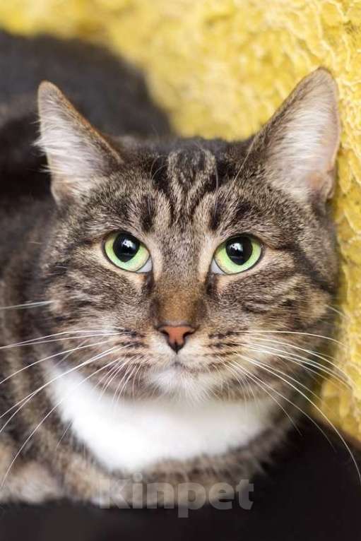 Кошки в Москве: Зеленоглазая красивая кошка Малефисента в добрые руки Девочка, 1 руб. - фото 4