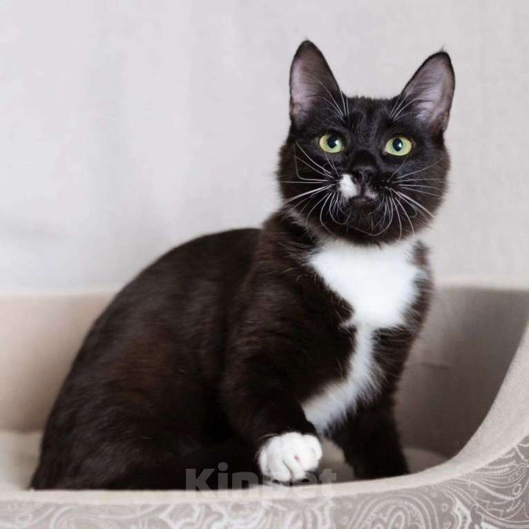 Кошки в Москве: Черненькая Чича ищет домик Девочка, Бесплатно - фото 5