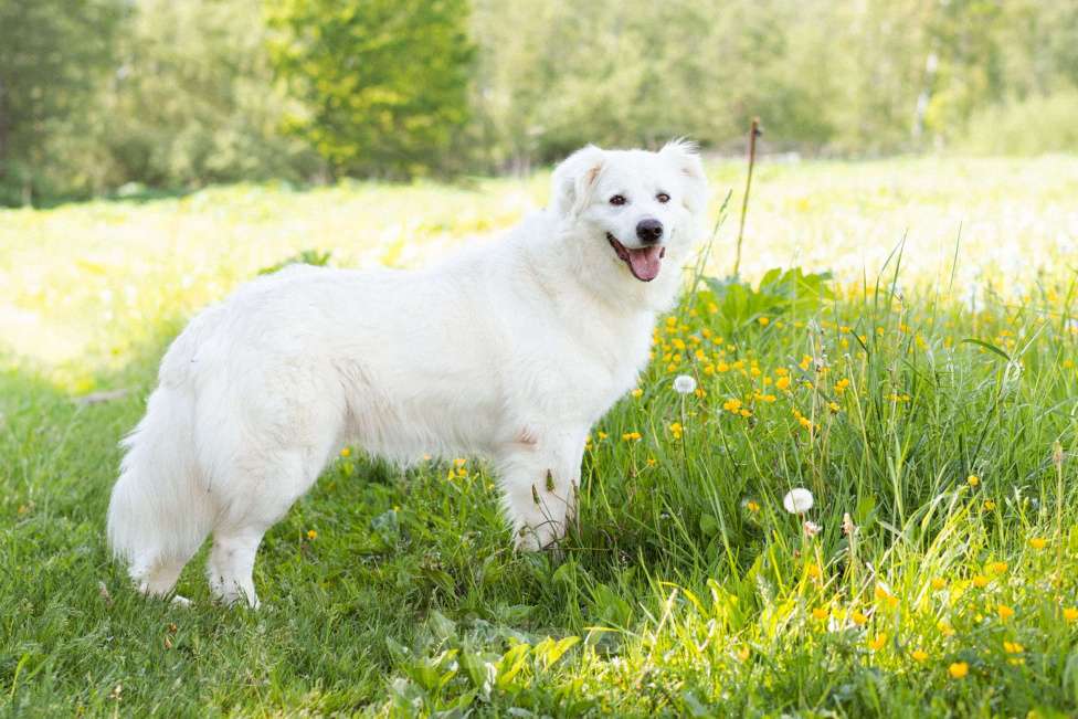 Собаки в Москве: Красивый ласковый парень в дар Мальчик, Бесплатно - фото 6