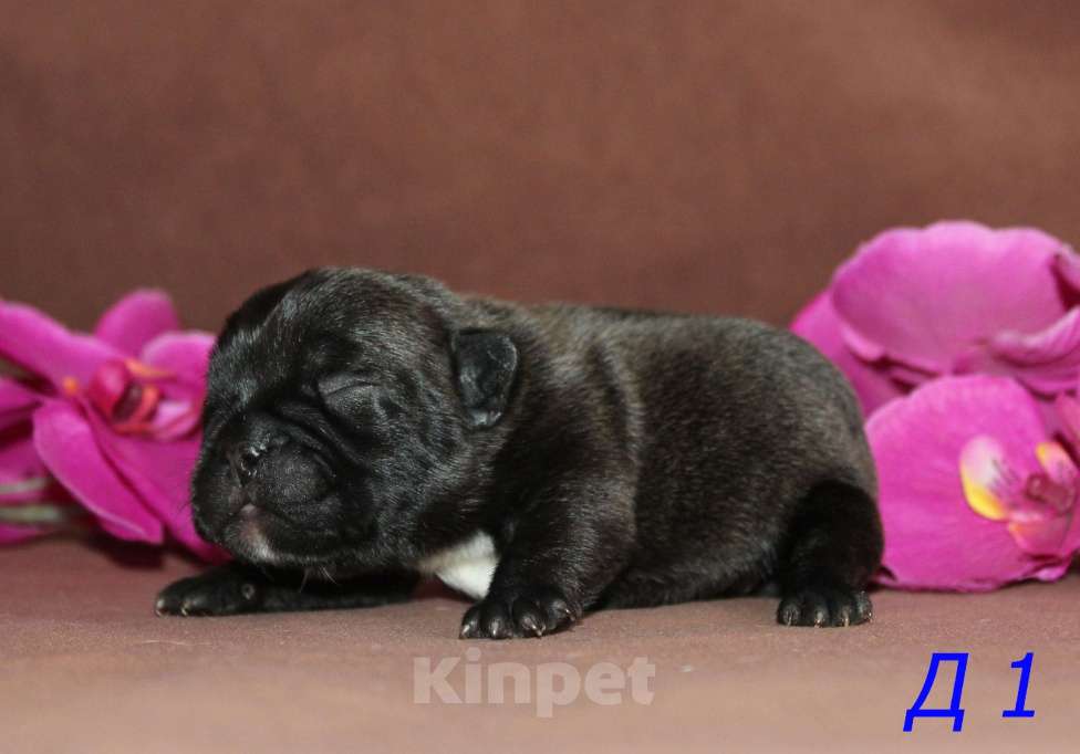 Собаки в Брянске: Французский бульдог щенки Мальчик, 30 000 руб. - фото 4