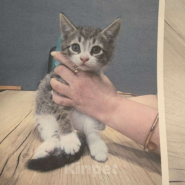 Кошки в Санкт-Петербурге: Котенок  Мальчик, Бесплатно - фото 3