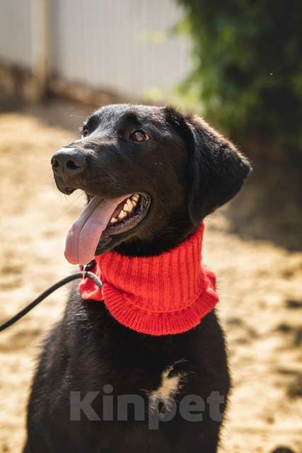 Собаки в Москве: Щенок Боб ищет новых заботливых владельцев хозяев Мальчик, Бесплатно - фото 3