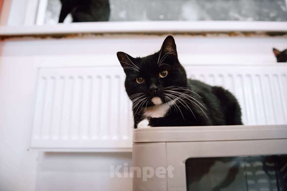 Кошки в других городах Московской области: Урфин ждем именно вас! Мальчик, Бесплатно - фото 4