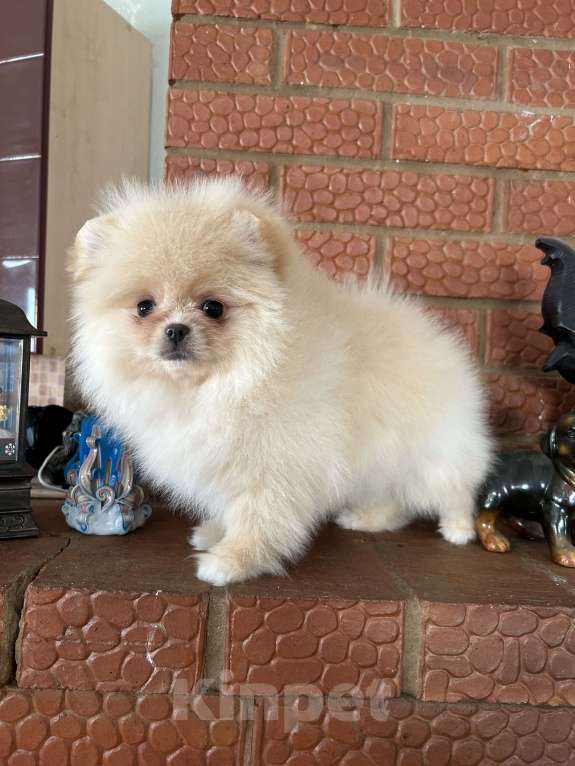 Собаки в Перми: Померанский шпиц Девочка, 35 000 руб. - фото 1
