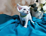 Кошки в Горячем Ключе: Котенок Девон Рекс мальчик с голубыми глазами Мальчик, 60 000 руб. - фото 4