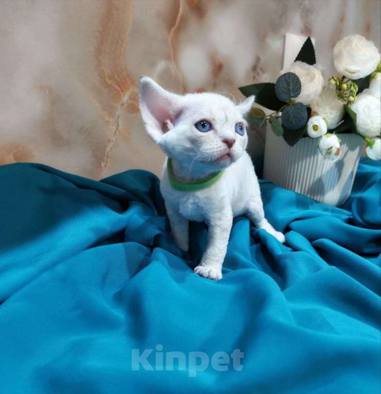 Кошки в Горячем Ключе: Котенок Девон Рекс мальчик с голубыми глазами Мальчик, 60 000 руб. - фото 4