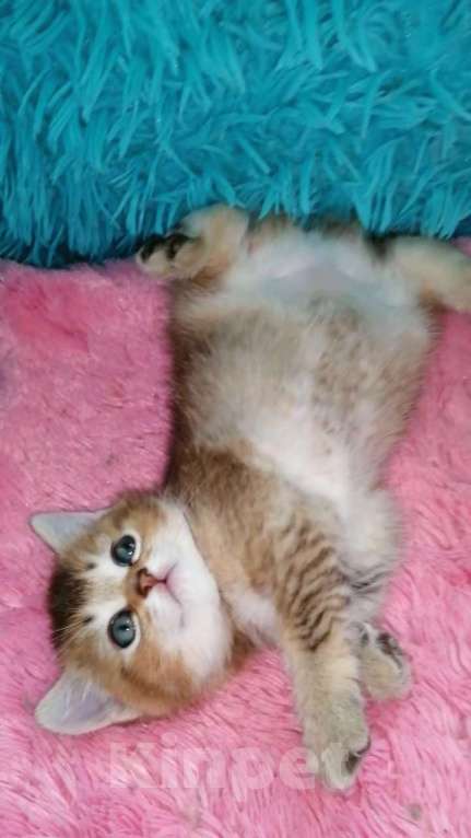 Кошки в Москве: Шотландские котята шиншилла  Девочка, 20 000 руб. - фото 9