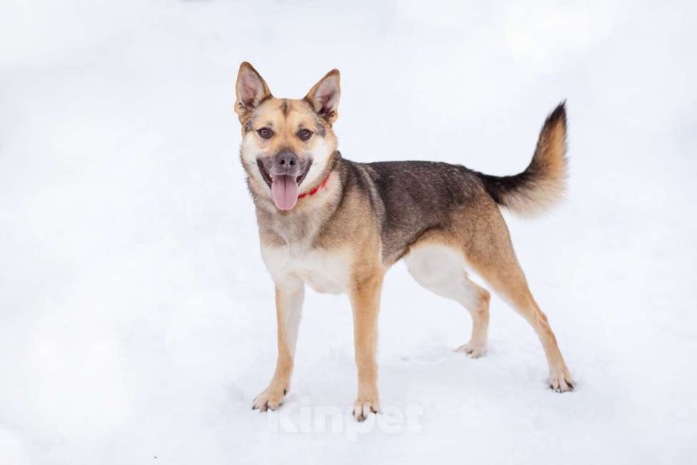Собаки в Москве: Небольшая очень ласковая девочка из приюта Девочка, Бесплатно - фото 7