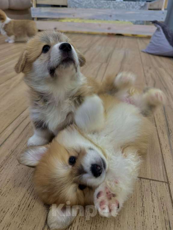 Собаки в Москве: Щенки Вельш Корги пемброк Девочка, 130 000 руб. - фото 7