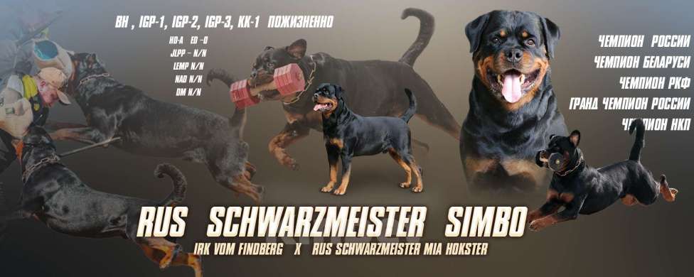 Собаки в Москве: питомник Девочка, Бесплатно - фото 1