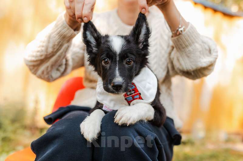 Собаки в Москве: Щенки от маленькой собаки в добрые руки Мальчик, Бесплатно - фото 2