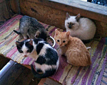 Кошки в Видном: Котята в добрые руки Мальчик, 10 руб. - фото 1