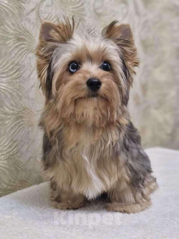 Собаки в Ростове-на-Дону: Голддаст йорк Мальчик, 30 000 руб. - фото 5