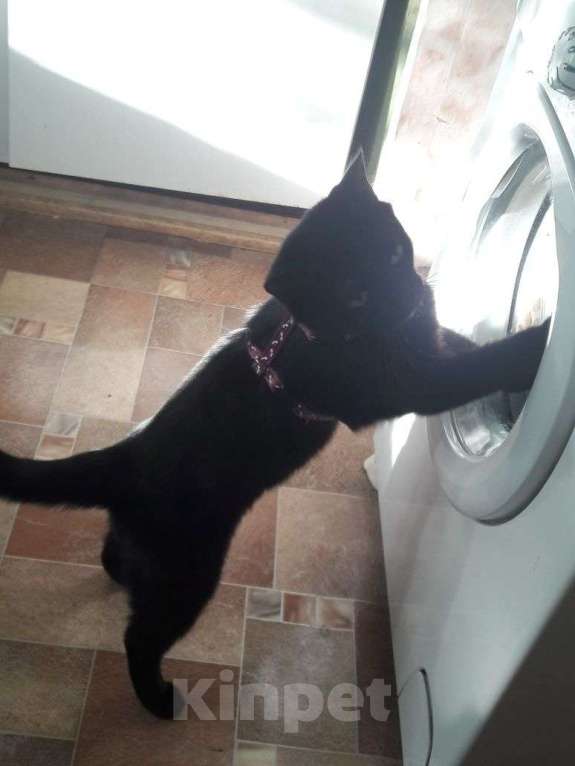 Кошки в других городах Тульской области: Отдам кошку в добрые руки Девочка, Бесплатно - фото 4