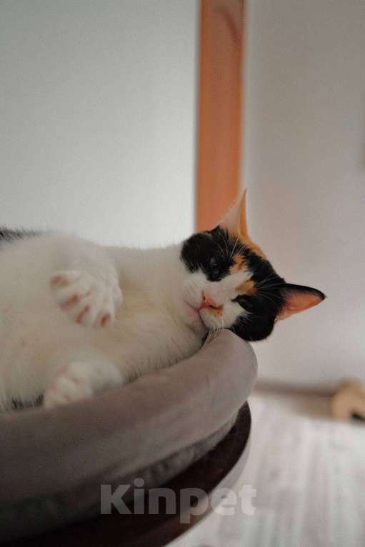 Кошки в Москве: Компанейская Дейзи мечтает о доме с вкусной едой Девочка, Бесплатно - фото 6