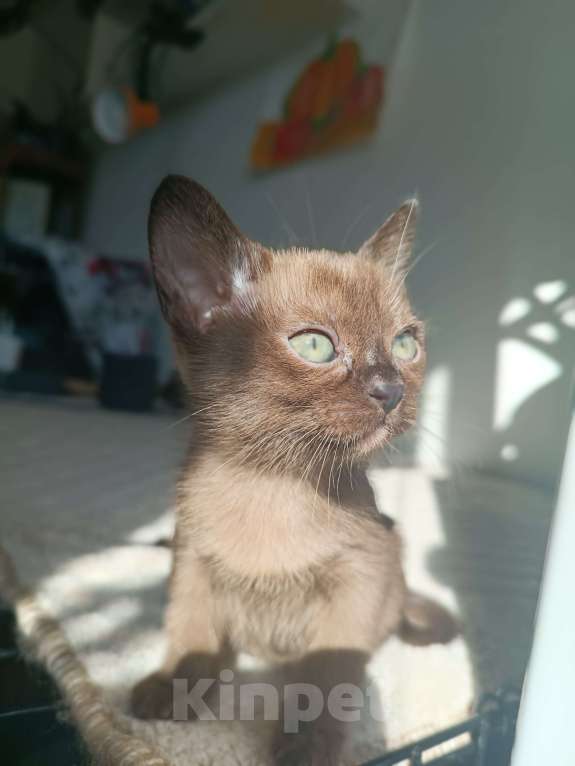 Кошки в Ростове-на-Дону: Котенок европейской Бурмы  Мальчик, 70 000 руб. - фото 3