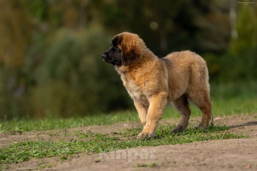 Собаки в Гатчине: ЛЕОНБЕРГЕР, породные щенки от родителей отличных кровей Мальчик, 150 000 руб. - фото 1