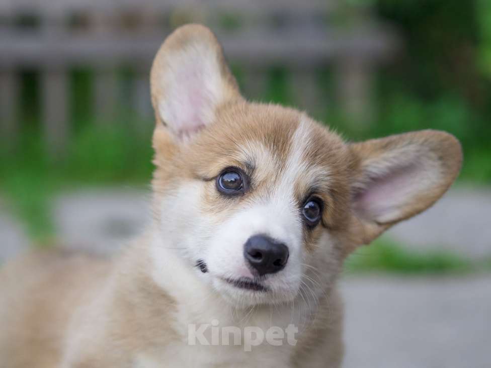 Собаки в Новосибирске: Щенок вельш корги пемброк Мальчик, Бесплатно - фото 4