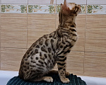 Кошки в Москве: Бенгальские котята с документами и прививками Мальчик, 25 000 руб. - фото 2