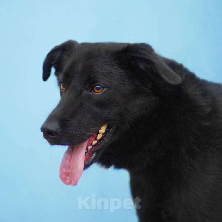 Собаки в Люберцах: Ищет дом активный Блэкки Мальчик, Бесплатно - фото 4