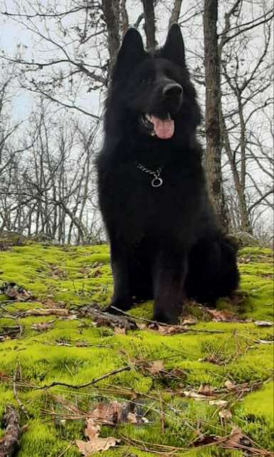 Собаки в Алуште: Девочка черная длинношерстная немецкая овчарка  Девочка, 60 000 руб. - фото 3